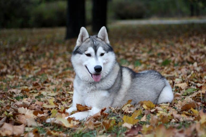 Siberian Husky dog in autumn