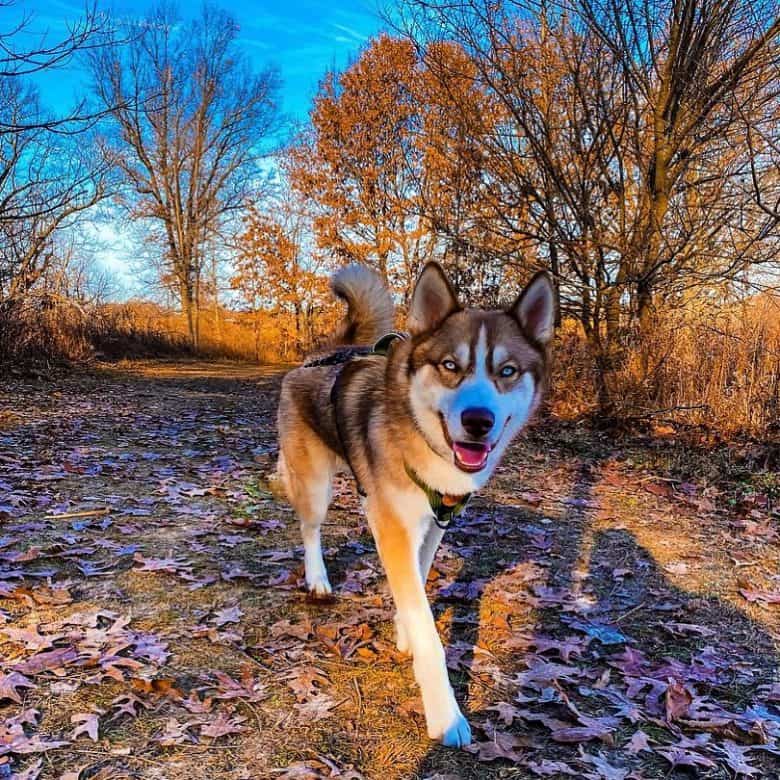Male Siberian Husky doing a morning walk