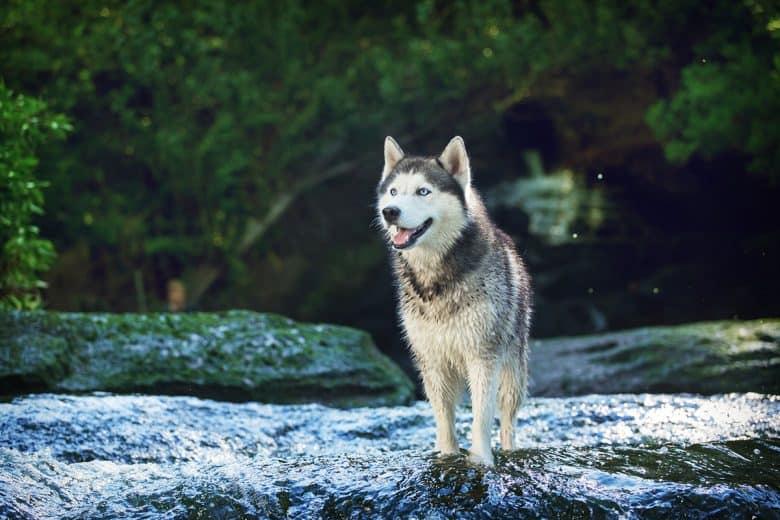 Siberian Husky on the waterfall