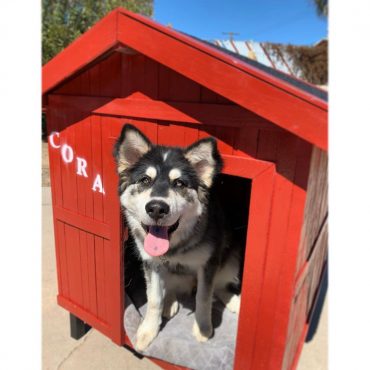 Siberian Husky in their red house
