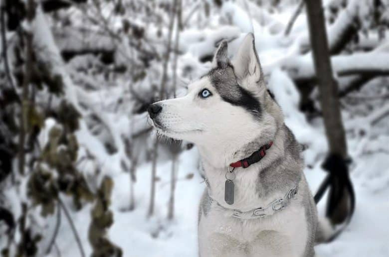 Siberian Husky in winter forest