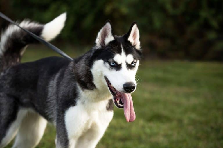 Husky Mixes: 35 Different Siberian Husky Crossbreeds - K9 Web