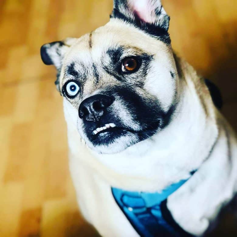 Siberian Husky Pug mix
