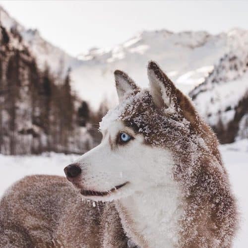 Husky Colors The Standard & Rare Siberian Husky Coat Colors K9 