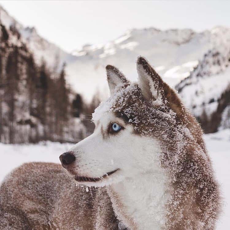 Siberian Husky with snow flakes on their head
