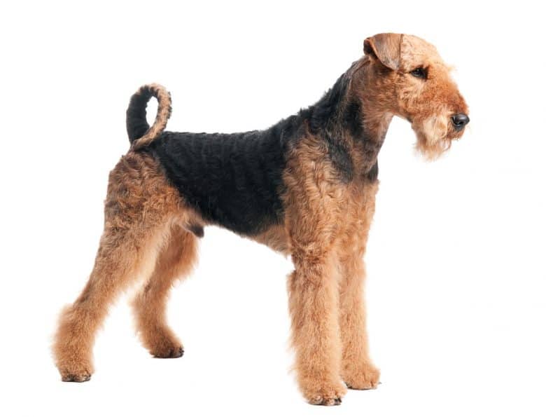 Side view of purebred Airedale Terrier