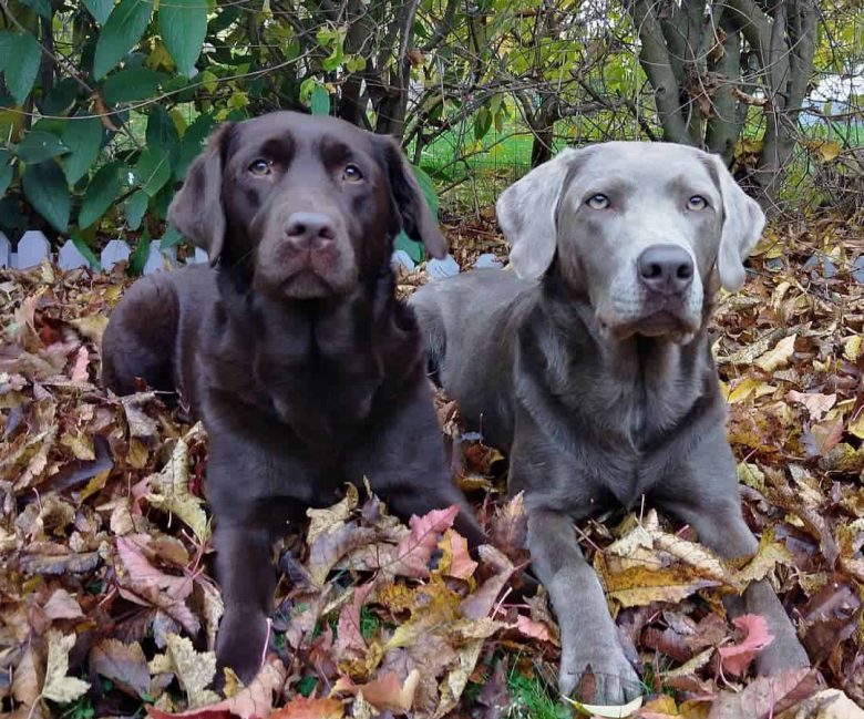 Chocolate and Silver Labrador dogs