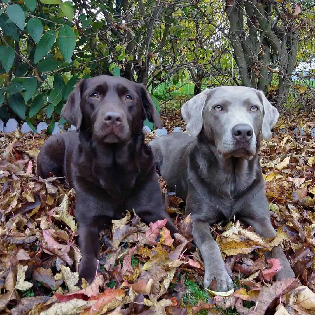 The Truth You Need to Know About Silver Labs K9 