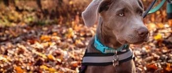 Silver Labrador in the woods