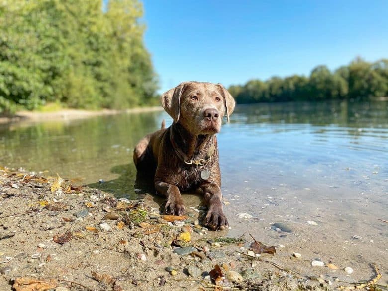 Silver Labrador chillin' in the lake