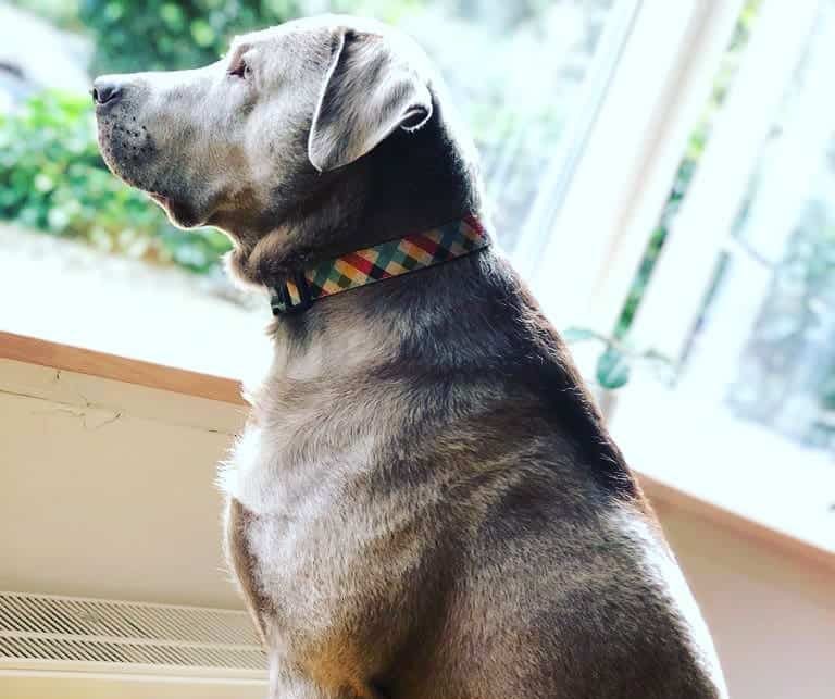 Silver Lab looking at the window