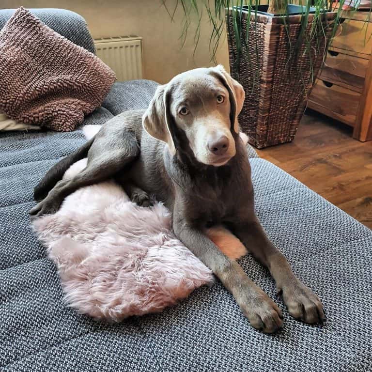 The Truth You Need to Know About Silver Labs K9 