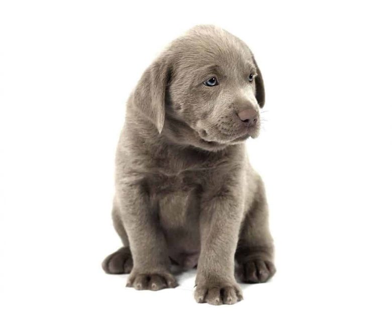 Silver Labrador puppy