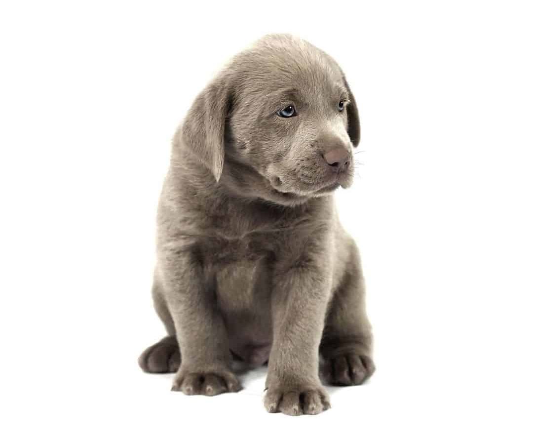 Silver lab