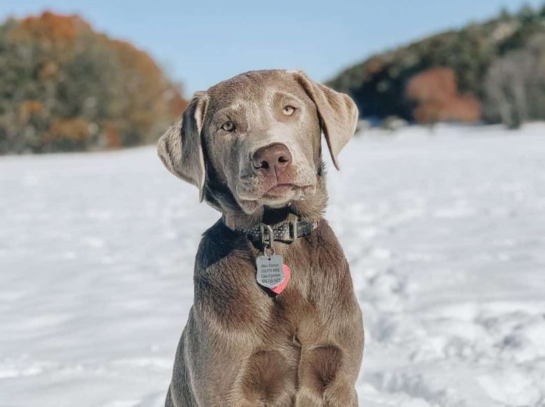 Silver Labrador sitting in the snow