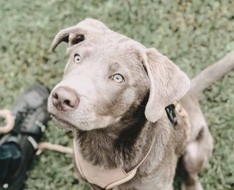 Silver Labrador waiting for some snacks