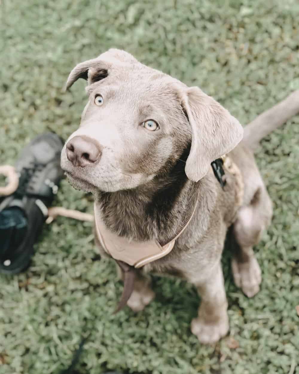 The Truth You Need to Know About Silver Labs K9 