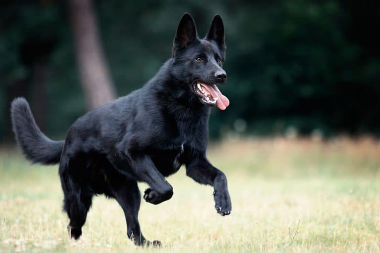 German Shepherd Colors: The Standard & Rare GSD Coat Colors - K9 Web