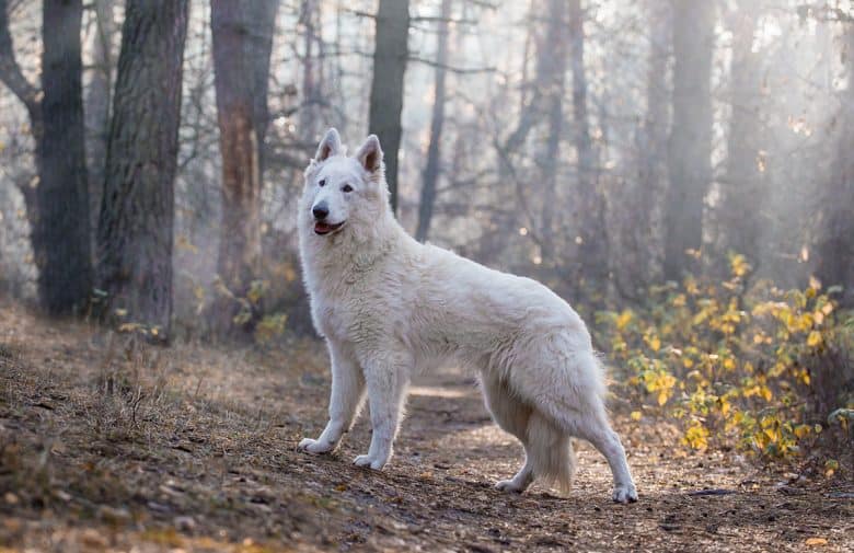 Solid White German Shepherd