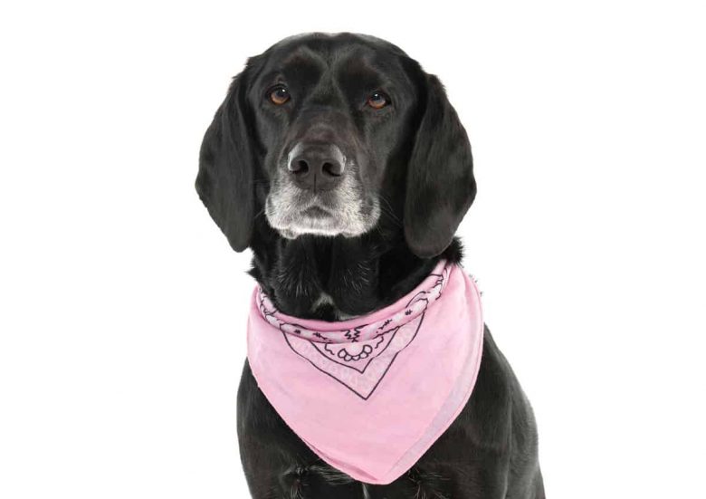 Spanador mix dog wearing pink scarf