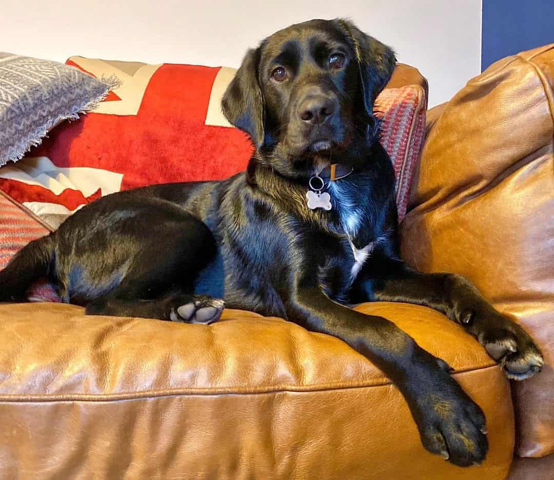 57 of the best Labrador Retriever Mixes for everybody K9 Web