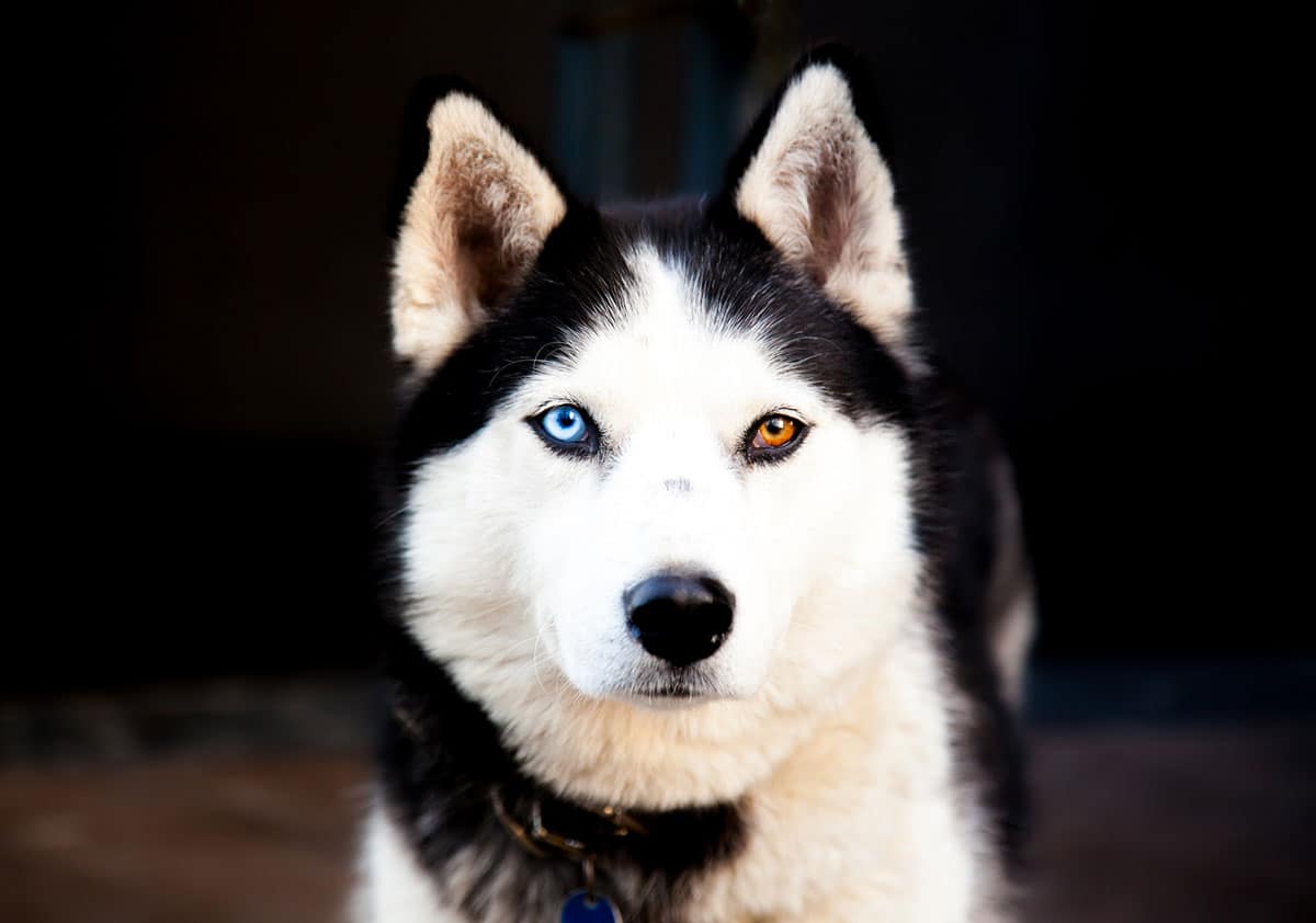 Stunning eyes of Siberian Husky