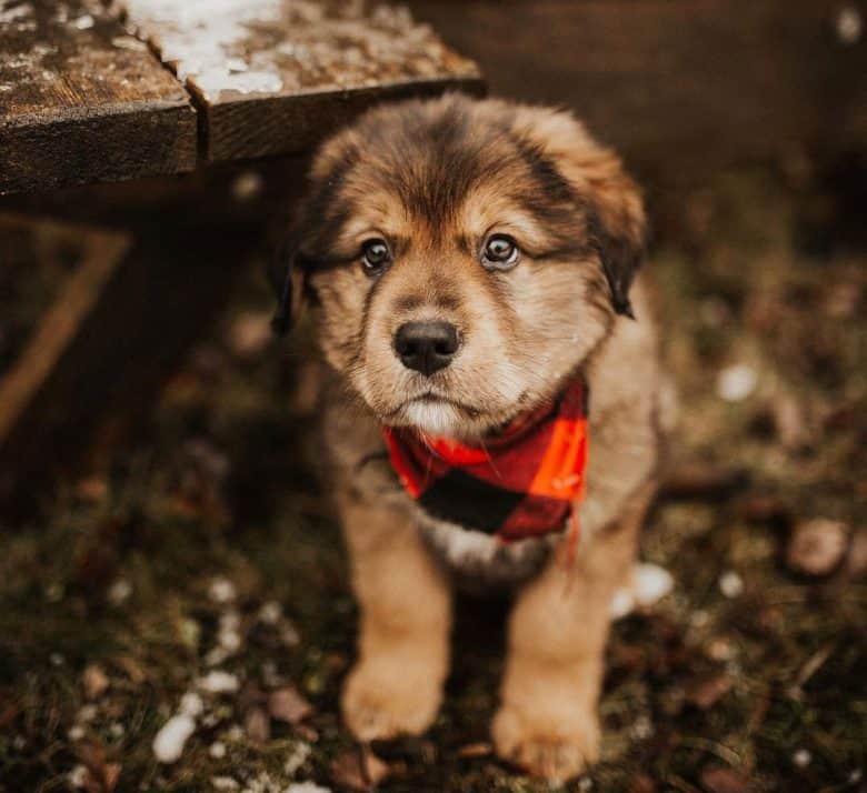 Golden Mountain dog puppy