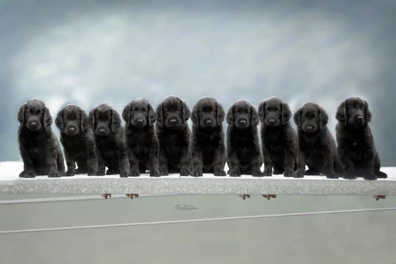 Ten Flat-Coat puppies