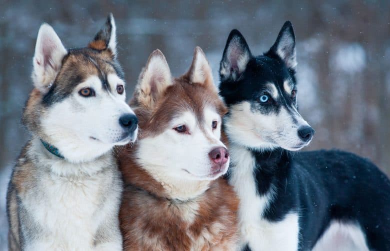 Three beautiful Siberian Huskies with different colors