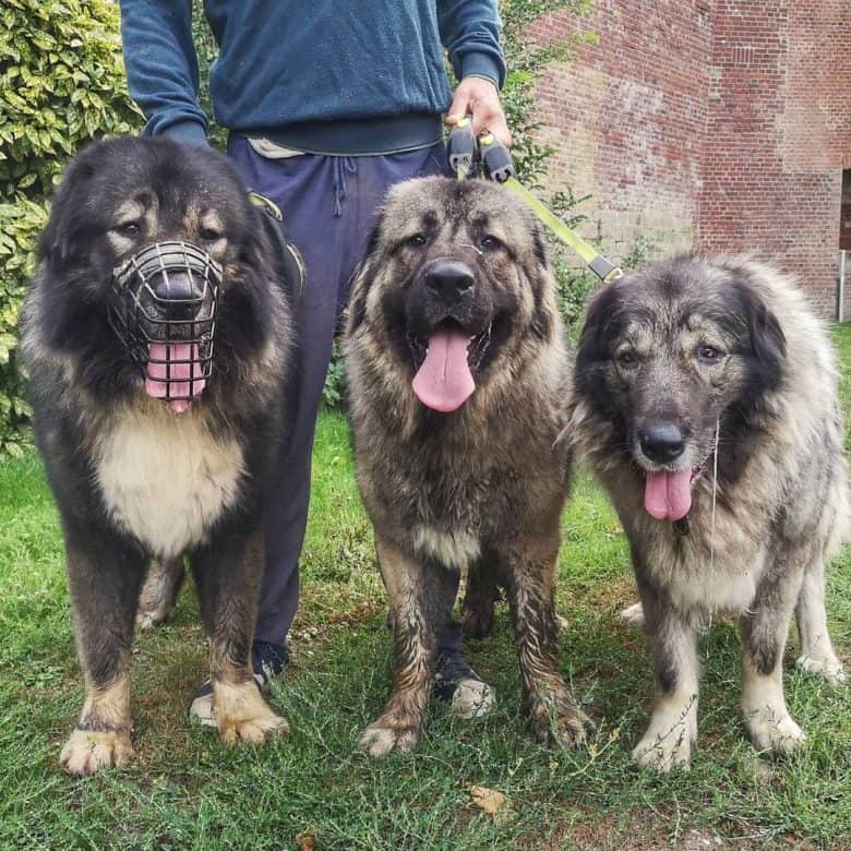 Three Caucasian Sheepdogs