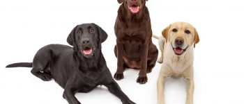 Three different color Labrador Retrievers