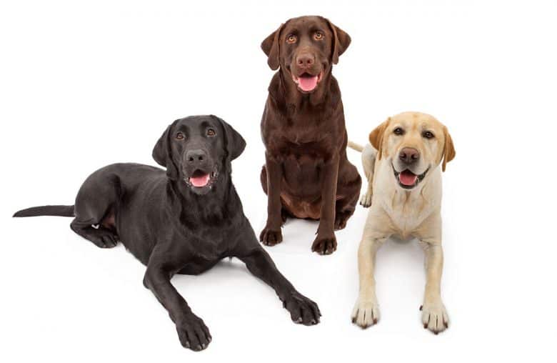 Three different color Labrador Retrievers