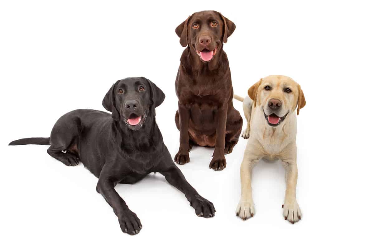 chocolate lab retriever mix