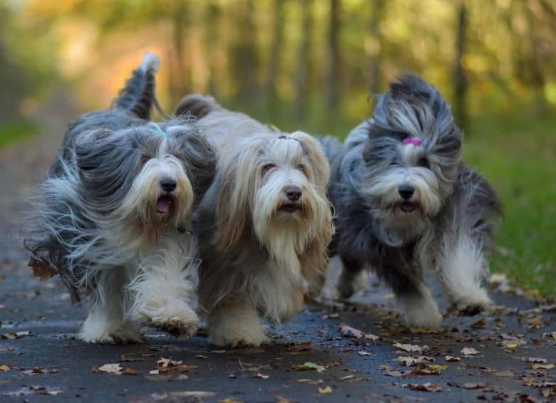 Three Bearded Collies running