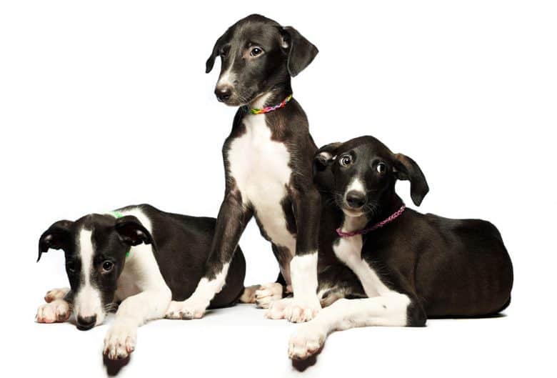 Three Greyhound puppies