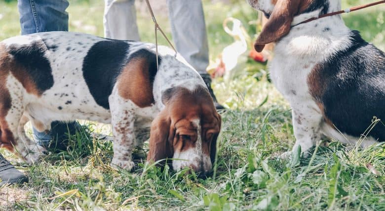 Tri-color Basset Hound dogs