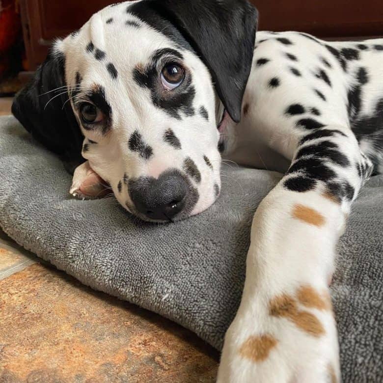 Tri-colored Dalmatian dog