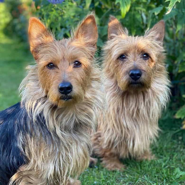 التغلب ثمانية الحدود australian terrier names -