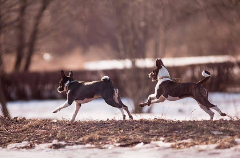 Two Basenji dogs playing