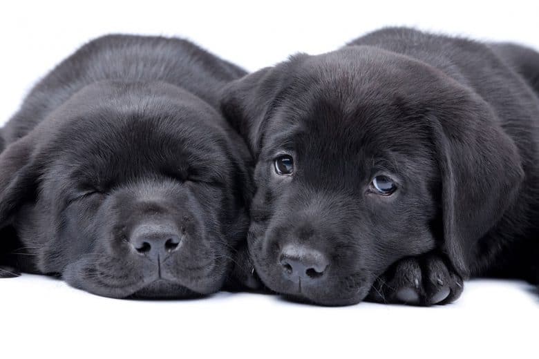 Two Black Labrador Retriever puppies