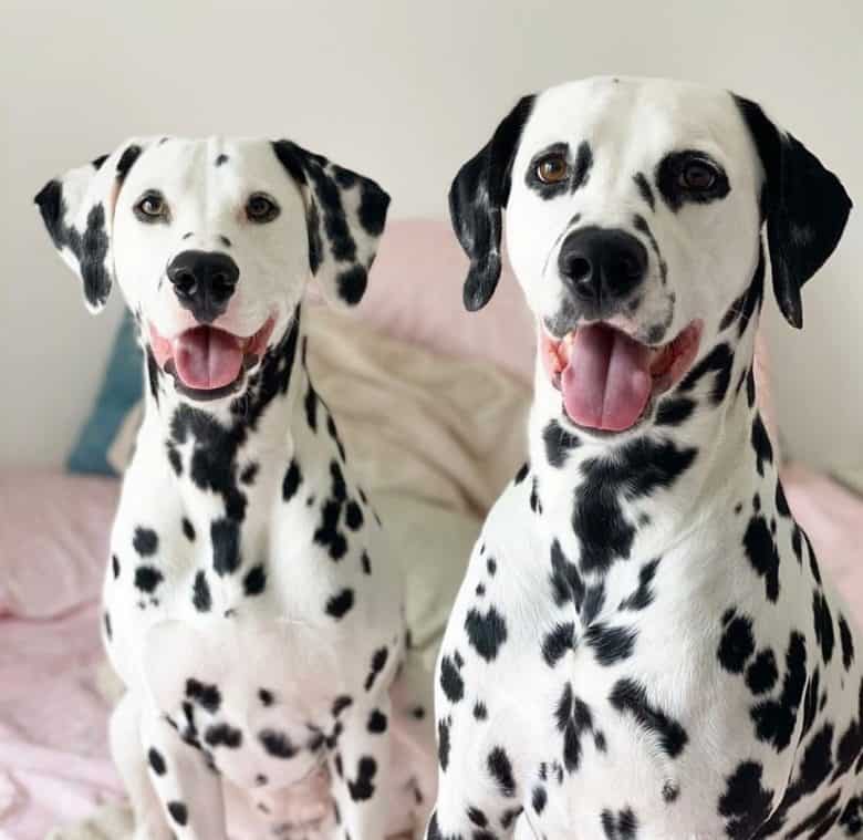 Two black-spotted Dalmatian dogs
