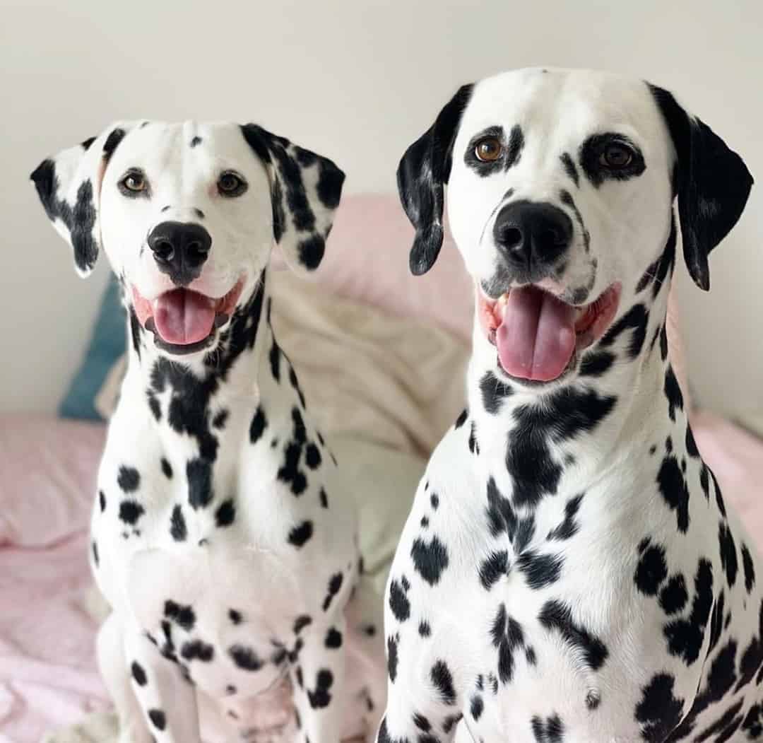 Dalmatians Get to Know Regal Firehouse Dog K9 
