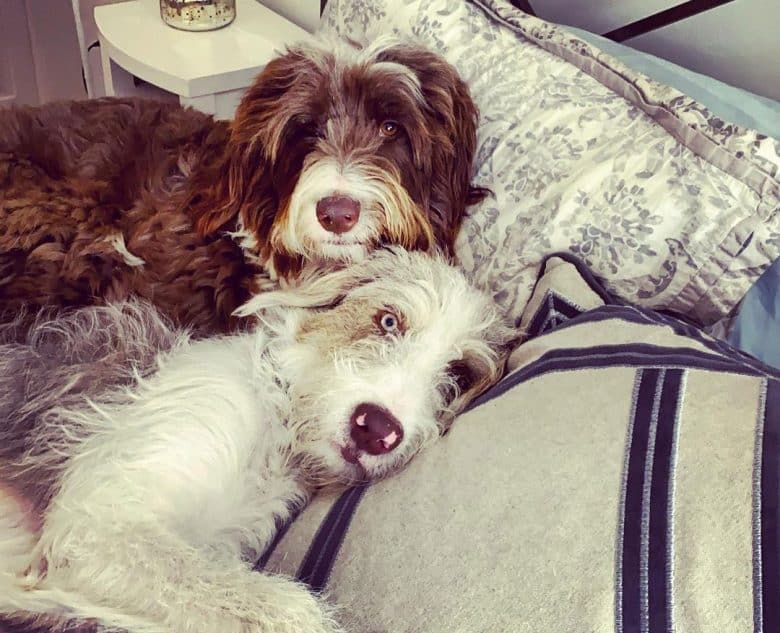Two bordoodles lying on the bed