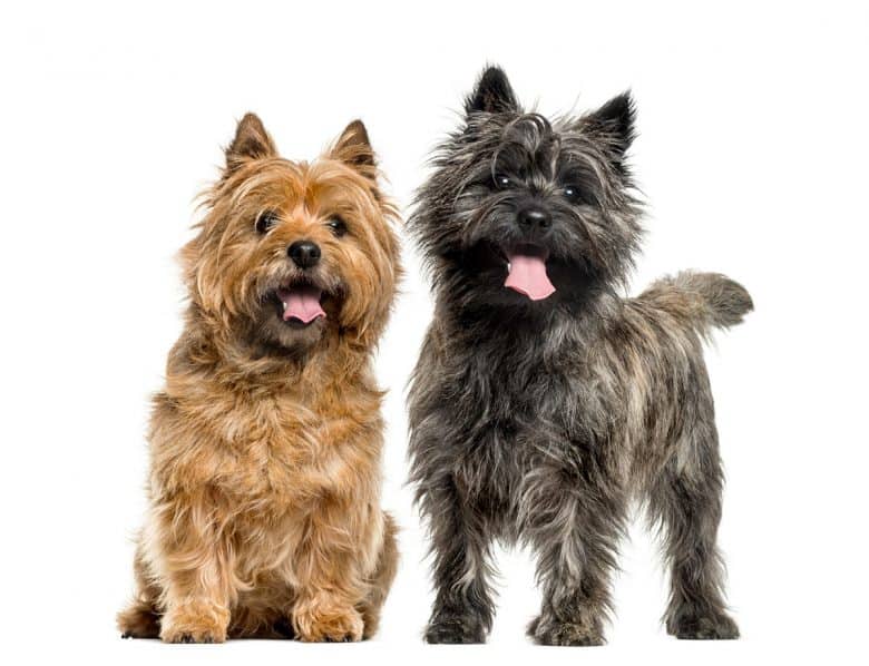Two Cairn Terriers in different colors