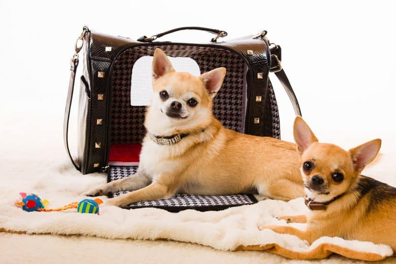 Two Chihuahuas lying