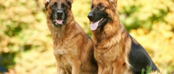 Black and tan German Shepherds