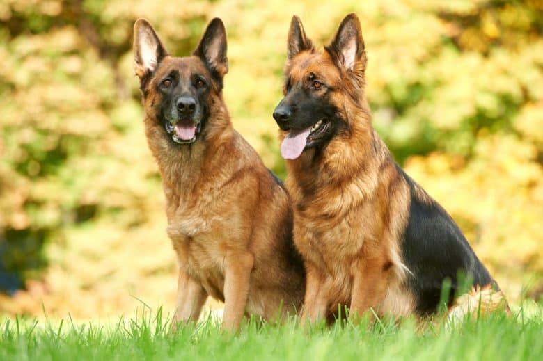 Two black and tan German Shepherds