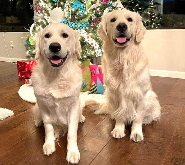 Two Golden Retrievers sitting near the Christmas tree
