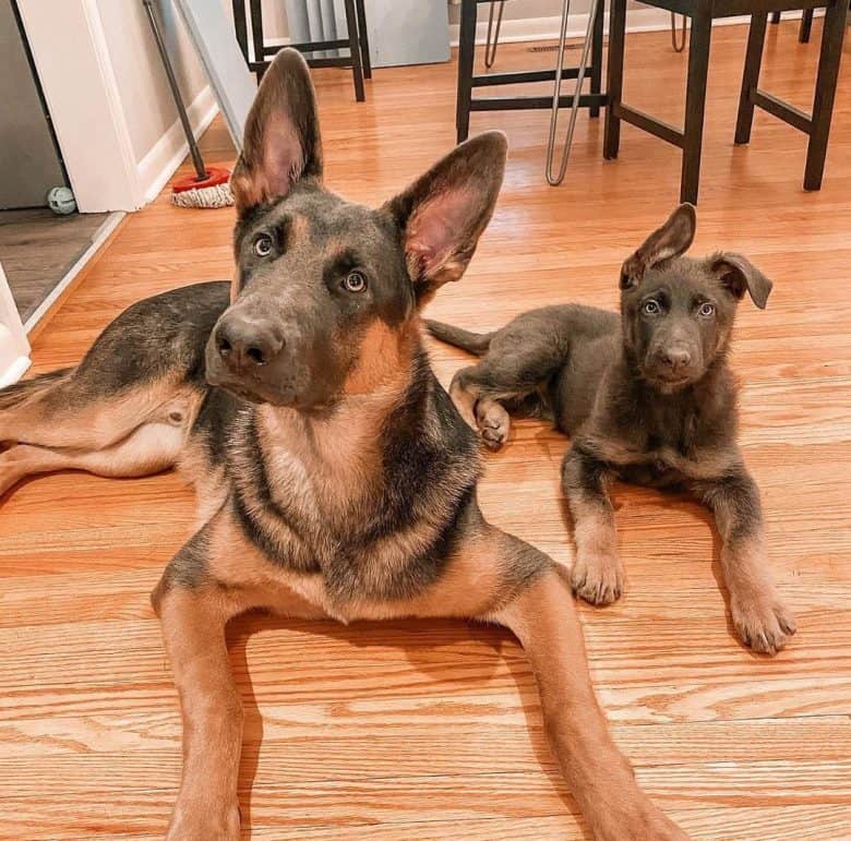 Get to know all 13 of the German Shepherd Colors - K9 Web