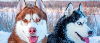 Two Siberian Huskies in the snow
